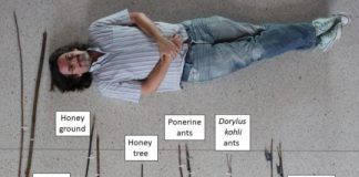 Research: Study describes unique behavioral patterns of Bili-Uéré chimpanzees in the DR Congo —