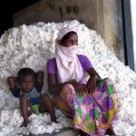 Study: Genetically modified seeds have exploded in India since the government liberalized the economy in the 1990s — (Details)