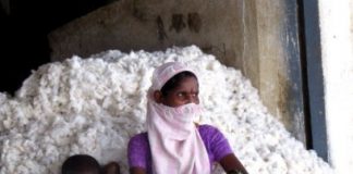 Study: Genetically modified seeds have exploded in India since the government liberalized the economy in the 1990s — (Details)