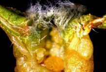 Research: Parasite forces the plant to use same genes to make a gall that plant uses to make a flower or fruit —