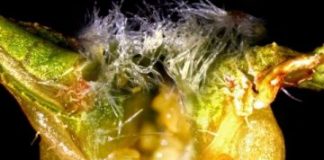 Research: Parasite forces the plant to use same genes to make a gall that plant uses to make a flower or fruit —