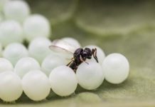 Research: Non-native pest-controlling wasp identified in Canada prior to formal approval —