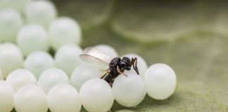 Research: Non-native pest-controlling wasp identified in Canada prior to formal approval —