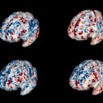 Study: Partnered with machine learning, brain scans reveal how people understand objects in our world — (Details)