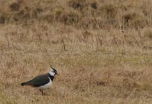 Research: Spring migration is now earlier in European and North American birds —