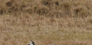 Research: Spring migration is now earlier in European and North American birds —