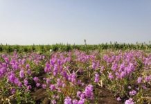 Research: Hopes for developing a new method to control the parasitic Striga weed —