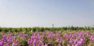 Research: Hopes for developing a new method to control the parasitic Striga weed —