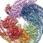 Study: Breakthrough shines light on disease-fighting protein — (Details)