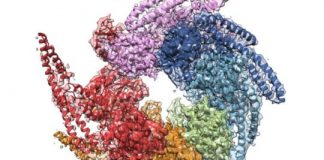 Study: Breakthrough shines light on disease-fighting protein — (Details)