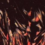 Study: Artificial lung cancer tissue could help find new drug treatments — (Details)