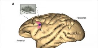 Research: ADHD drug Ritalin has no effect on primate prefrontal cortex —