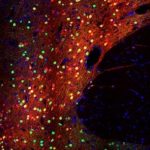 Study: Neuron-optimized genome editing technology enables new ways to study genetic influences on brain health and disease — (Details)