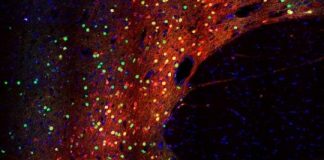 Study: Neuron-optimized genome editing technology enables new ways to study genetic influences on brain health and disease — (Details)