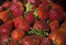 Research: Genetic roadmap of cultivated strawberry —
