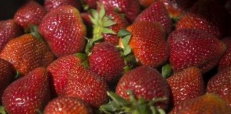 Research: Genetic roadmap of cultivated strawberry —