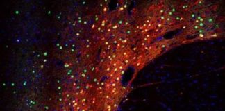 Study: Robust and specific gene regulation tool developed for primary brain neurons — (Details)
