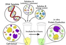 Research: Simplified method makes cell-free protein synthesis more flexible and accessible —