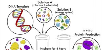 Research: Simplified method makes cell-free protein synthesis more flexible and accessible —
