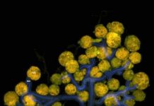 Research: Material that shields beetle from being burned by its own weapons, holds promise —