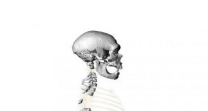 Research: Neanderthals walked upright just like the humans of today —