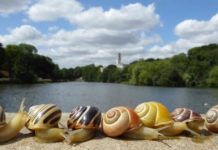 Tech: Humans struggle to identify snail shell shades, but technology reveals true colors — (Report)