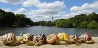 Tech: Humans struggle to identify snail shell shades, but technology reveals true colors — (Report)