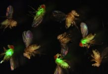 Research: CRISPR reveals the secret life of antimicrobial peptides —