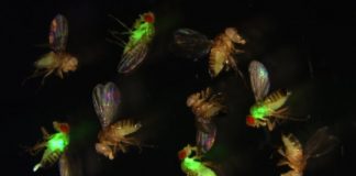 Research: CRISPR reveals the secret life of antimicrobial peptides —