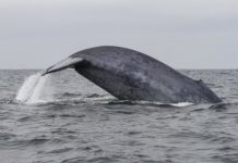 Research: Migrating blue whales rely on memory more than environmental cues to find prey —