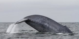 Research: Migrating blue whales rely on memory more than environmental cues to find prey —