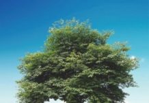 Research: The paper mulberry coevolved with soil microbes to humanity’s benefit —