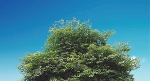 Research: The paper mulberry coevolved with soil microbes to humanity’s benefit —