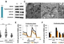 Research: Mitochondrial fusion supports cell division —