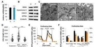 Research: Mitochondrial fusion supports cell division —