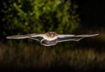 Research: Bats migrate at the most energy-efficient flying speed for maximum range —