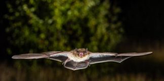 Research: Bats migrate at the most energy-efficient flying speed for maximum range —