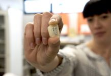 Research: Oldest frog relative found in North America —