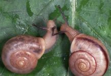 Research: More than a trait, a snail’s handedness could be the sign of a new species —