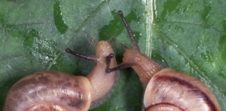 Research: More than a trait, a snail’s handedness could be the sign of a new species —