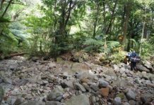 Research: New buzz around insect DNA analysis and biodiversity estimates —