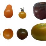 Study: Specific antioxidants are associated with particular tomato colors — (Details)