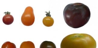 Study: Specific antioxidants are associated with particular tomato colors — (Details)