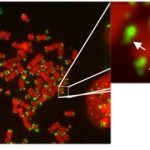 Study: What controls the tips of our chromosomes? — (Details)