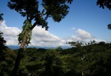 Research: How fungi influence global plant colonization —