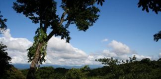 Research: How fungi influence global plant colonization —