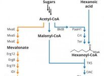 Research: Yeast produce low-cost, high-quality cannabinoids —