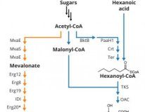 Research: Yeast produce low-cost, high-quality cannabinoids —