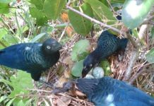 Research: Put eggs all in one basket, or spread them around? Birds know best —