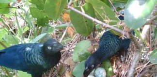 Research: Put eggs all in one basket, or spread them around? Birds know best —